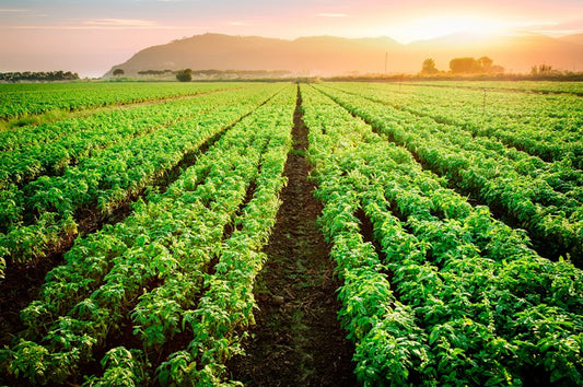 Australian Body - Basil - 100% Pure Essential Oil 10 ML