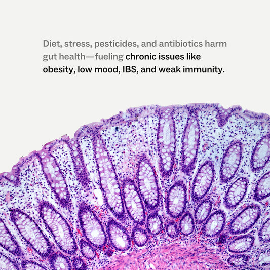 My Way Up - Daily Gut Wild Berry - Glenelg Health & Wholefoods