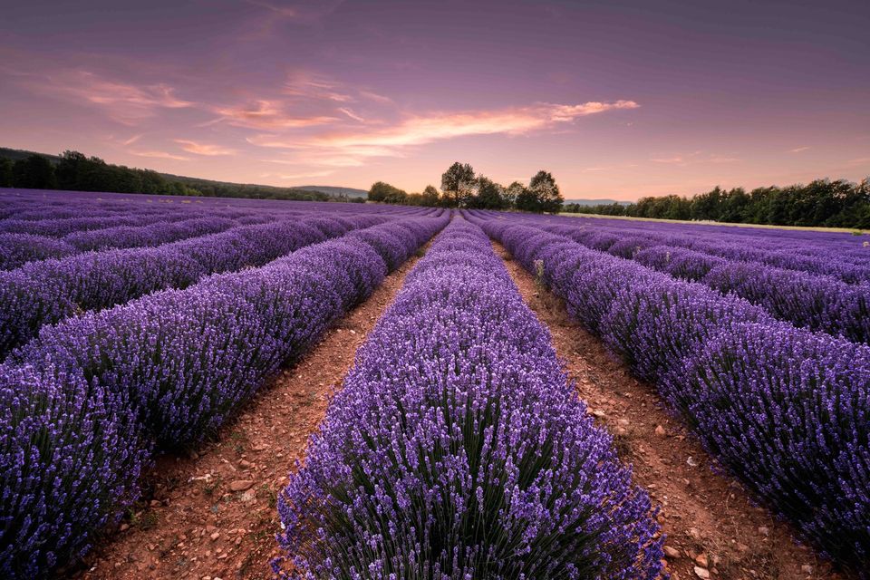 The Tallow Tribe - Tallow Balm Lavender