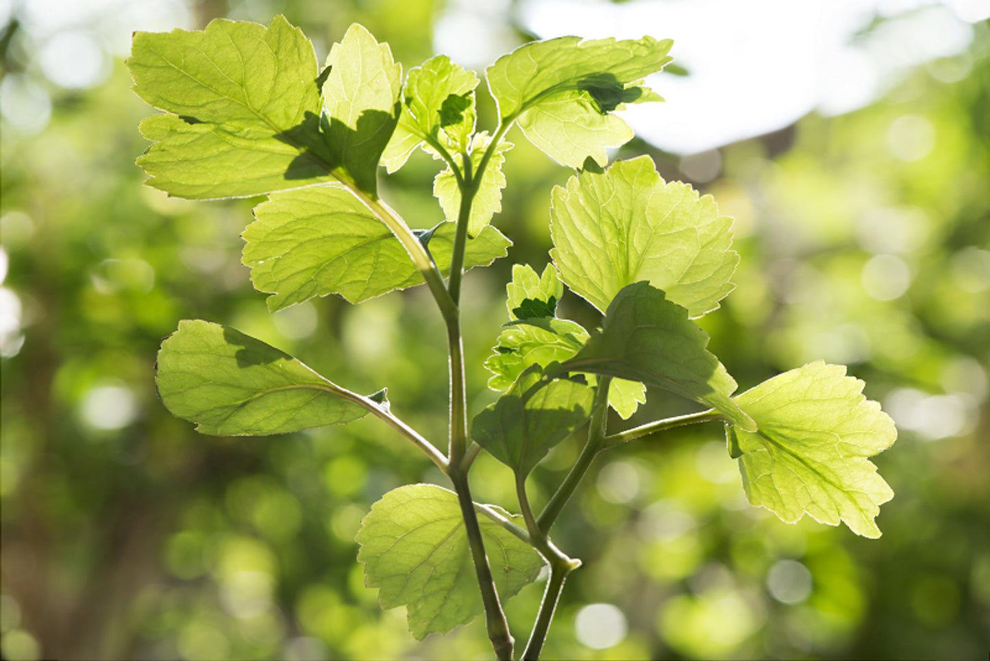 Australian Body - Patchouli Essential Oil 10ml