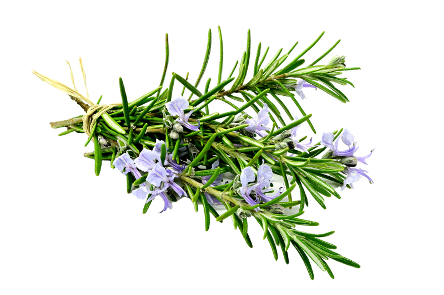 Australian Body - Rosemary Essential Oil 10ml