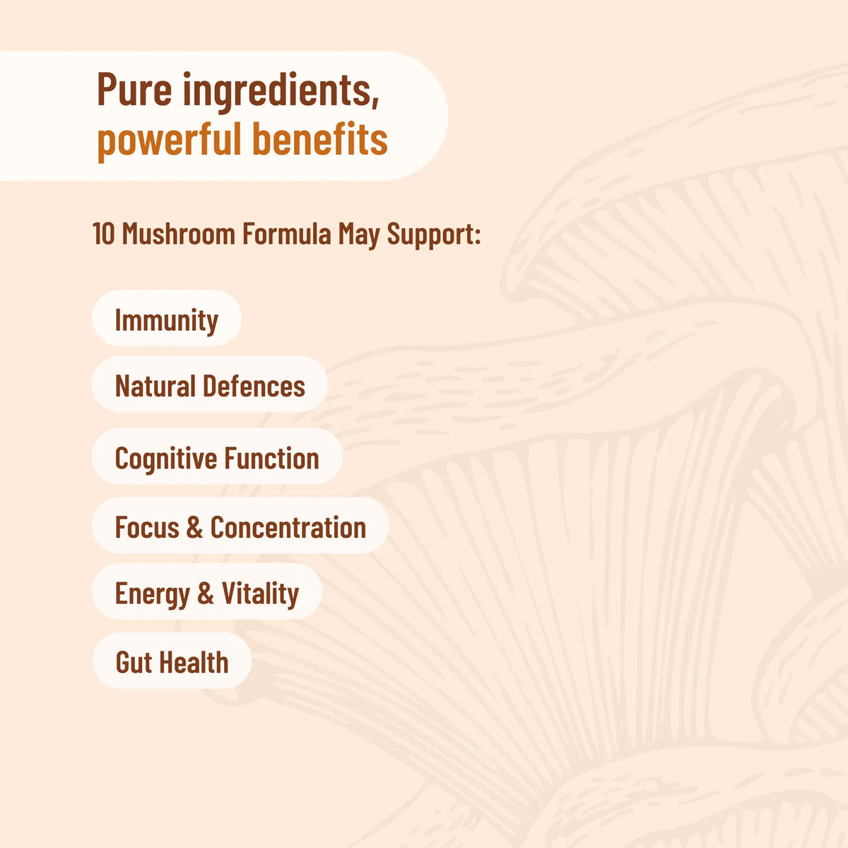 Evolution Botanicals - 10 Mushroom Formula