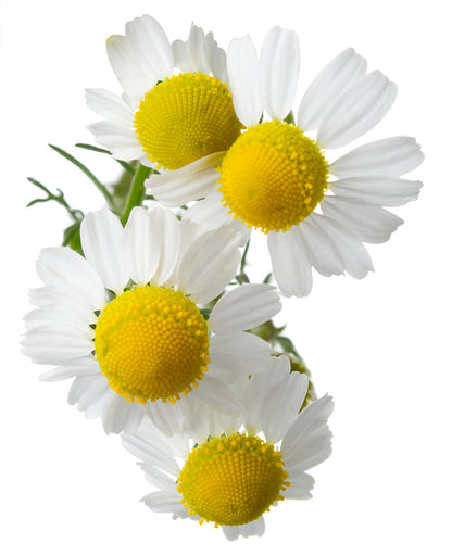 Australian Body - Chamomile (German Blue) - 3% Pure Organic Essential Oil in Organic Jojoba Oil 10ml