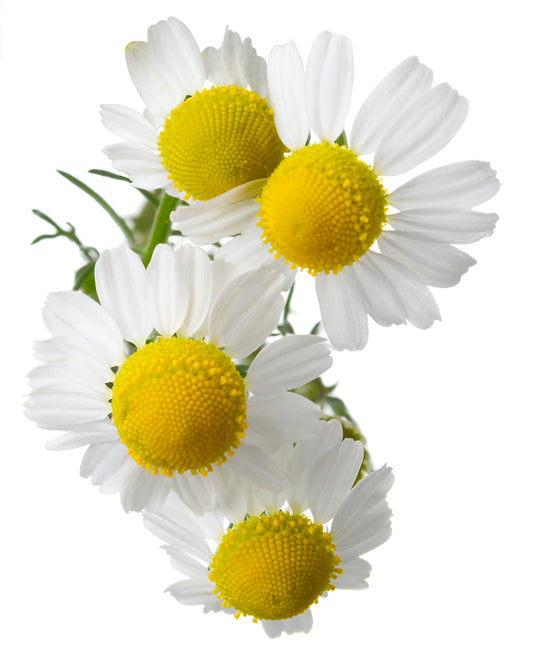 Australian Body - Chamomile (German Blue) - 3% Pure Organic Essential Oil in Organic Jojoba Oil 10ml