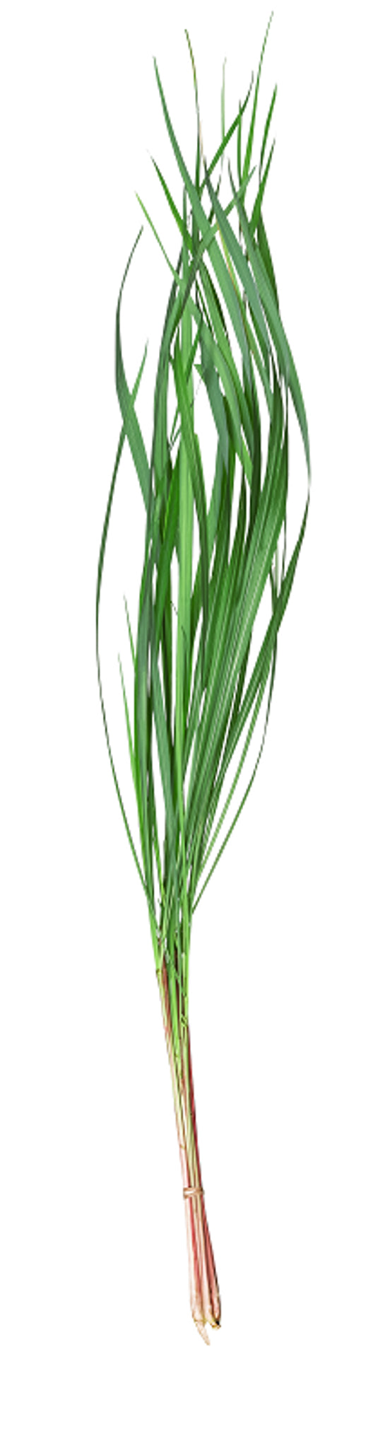 Australian Body - Citronella Essential Oil 20ml