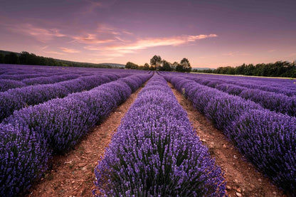 The Tallow Tribe - Tallow Balm Lavender