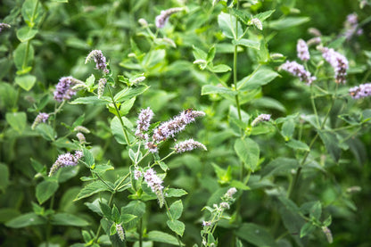 Australian Body - Melissa Essential Oil 10ml