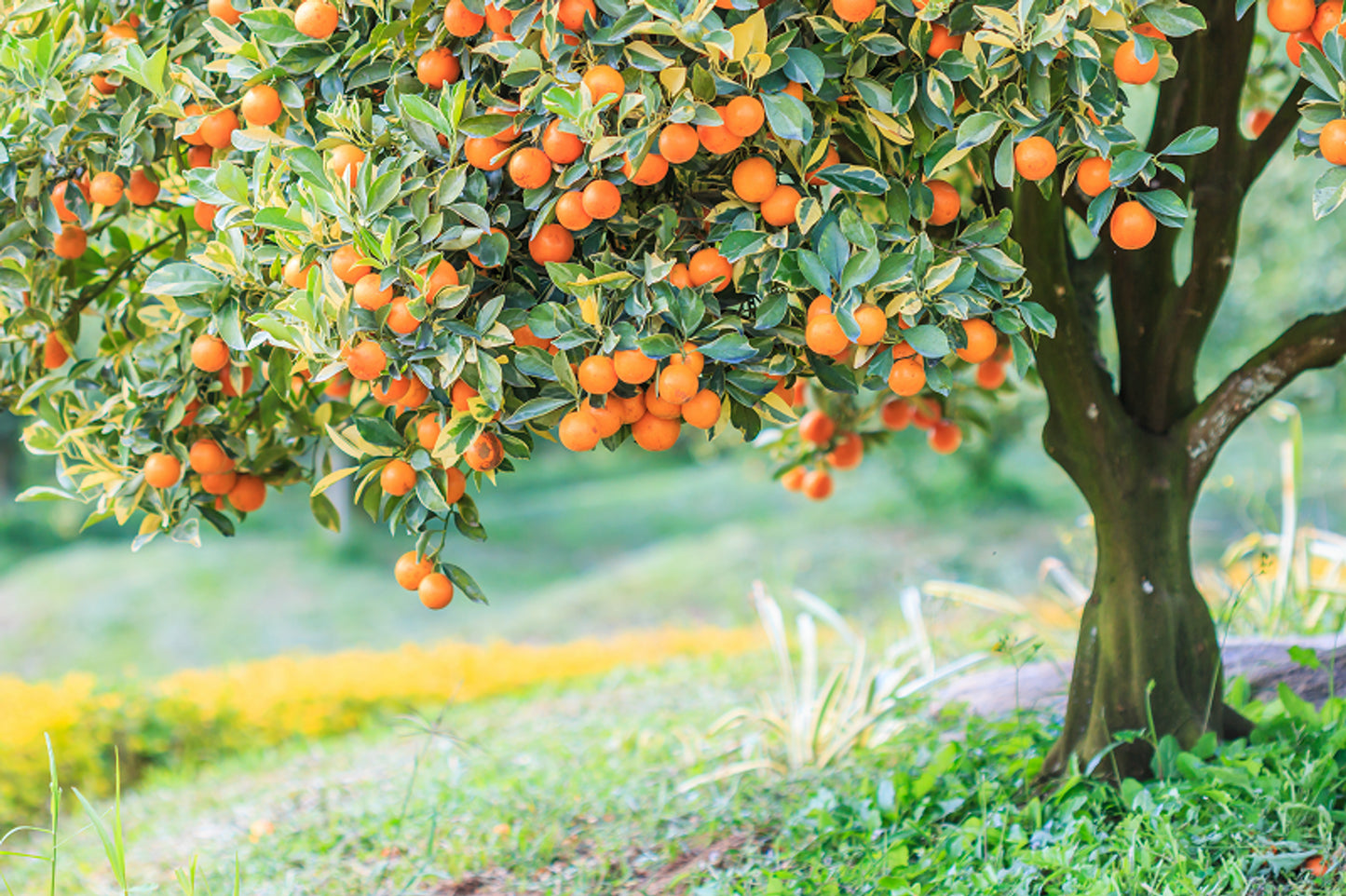 Australian Body - Oregano Essential Oil