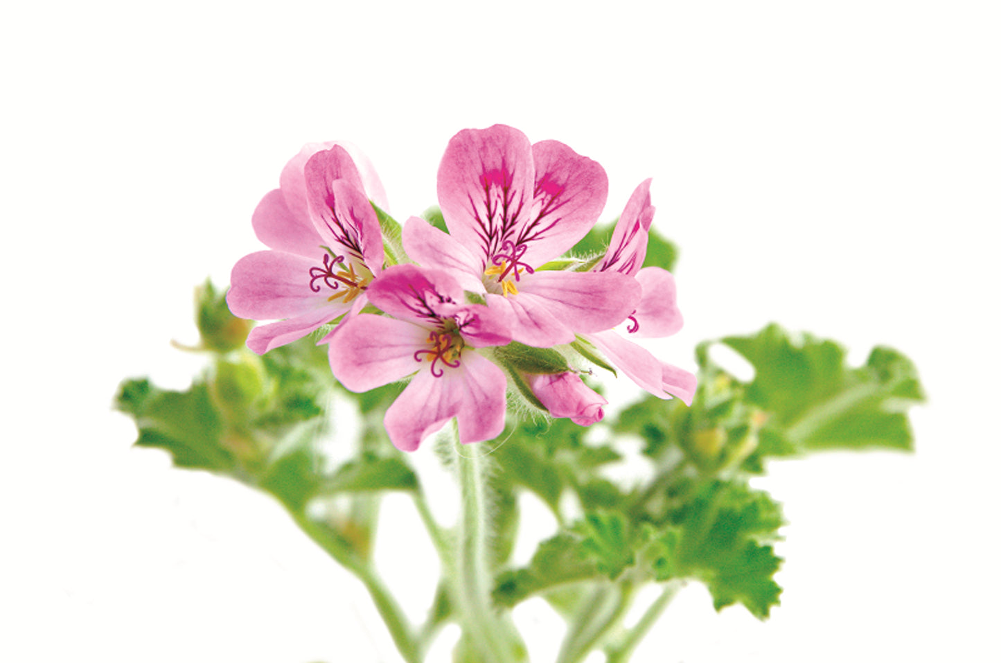 Australian Body - Rose Geranium Essential Oil 10ml