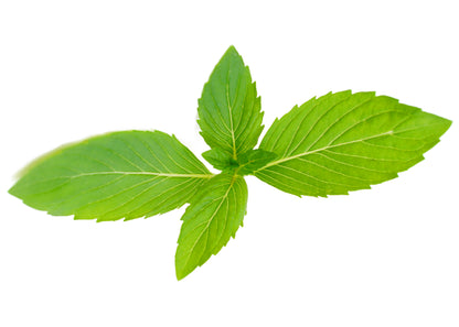 Australian Body - Spearmint Essential Oil 10ml