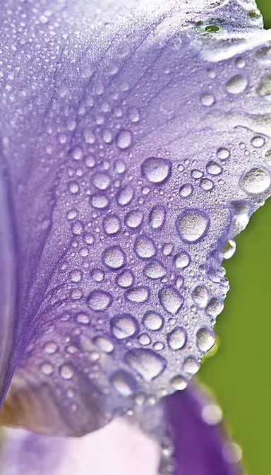 Weleda - Iris Night Cream Balancing